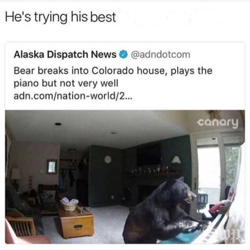 hes-trying-his-fucking-best-you-bitch-alaska-dispatch-news-atadndotcom-bear-breaks-into-colorado-house-plays-the-piano-but-not-very-well-adncomnation-world2-canary-P4bVV